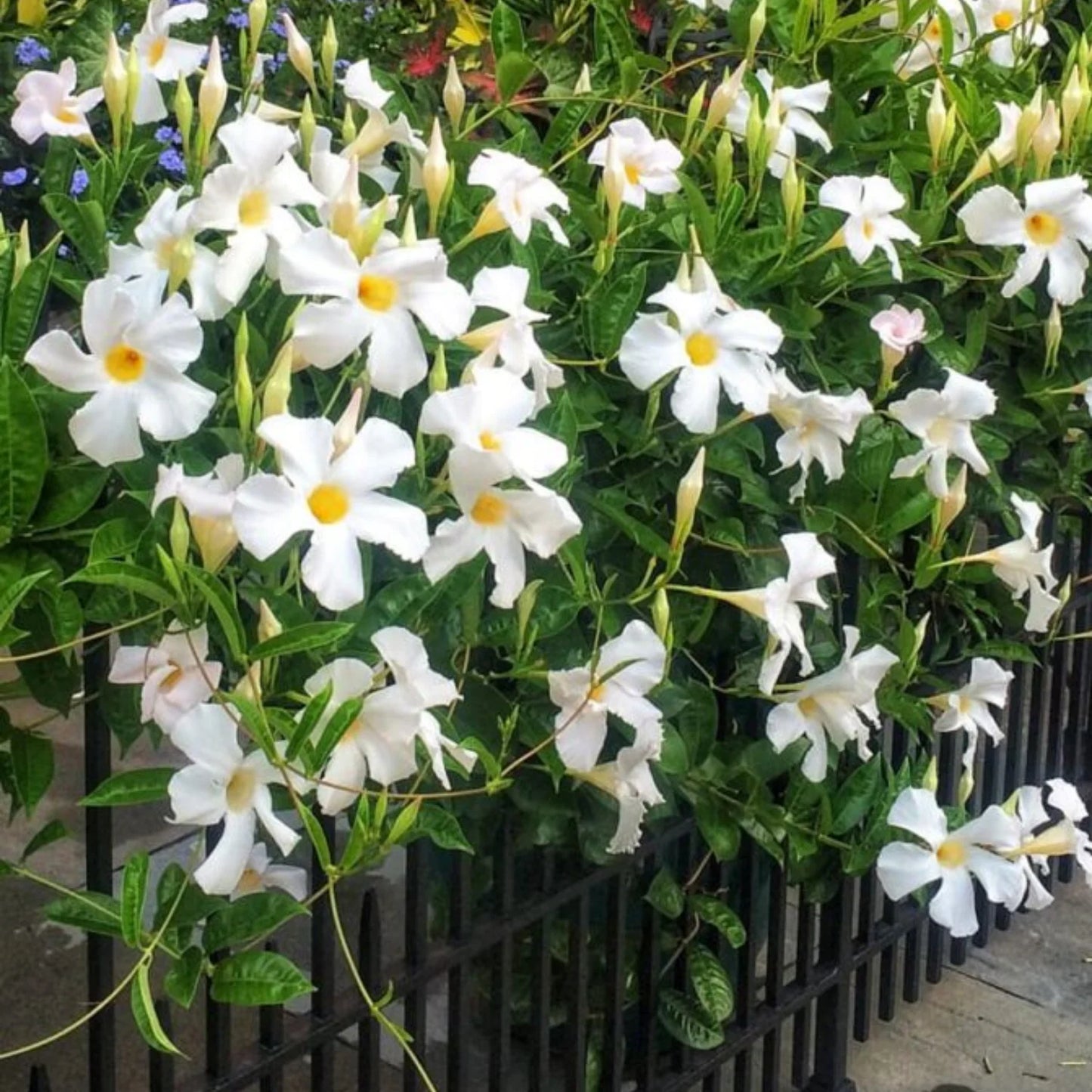 Mandevilla (White)Flowers Plant For Home Garden - Naturemart.in