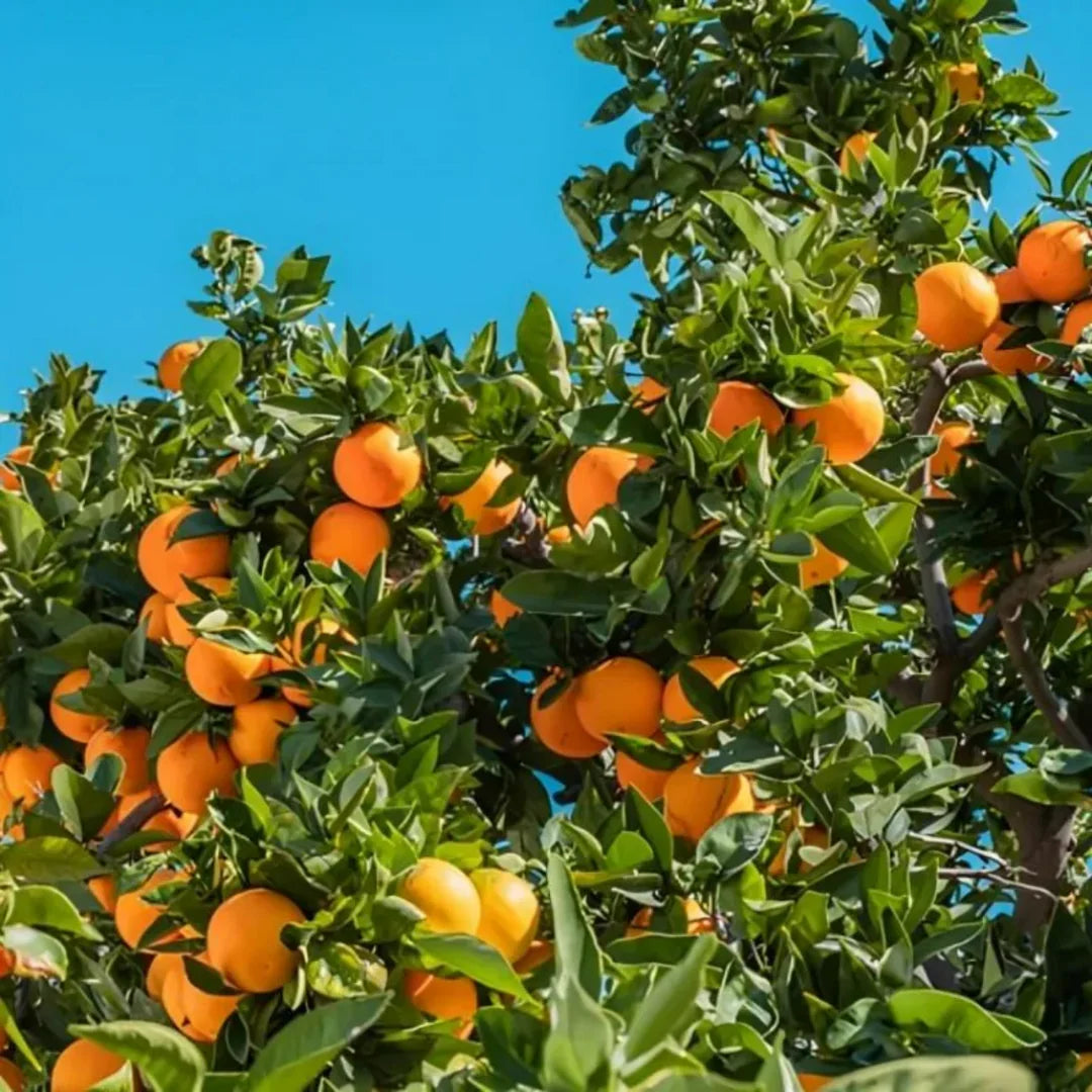 Nagpur Orange Fruit Plant-Grafted - Naturemart.in