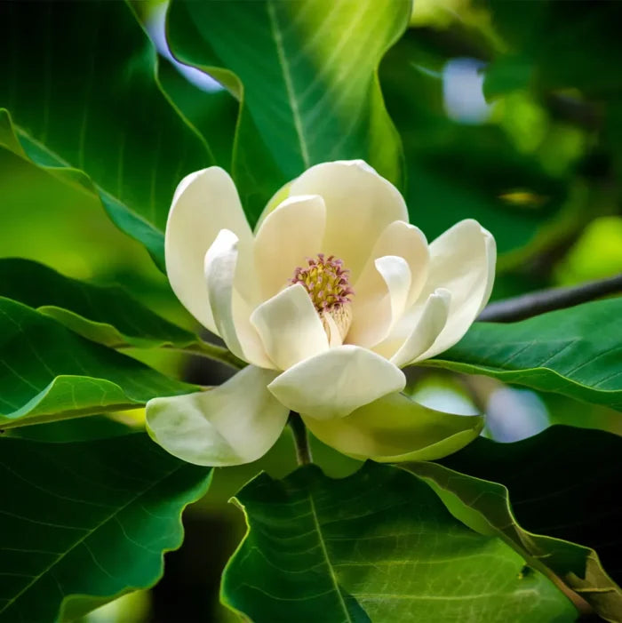 Magnolia Soulangeana - Flower Plant (White) - Naturemart.in