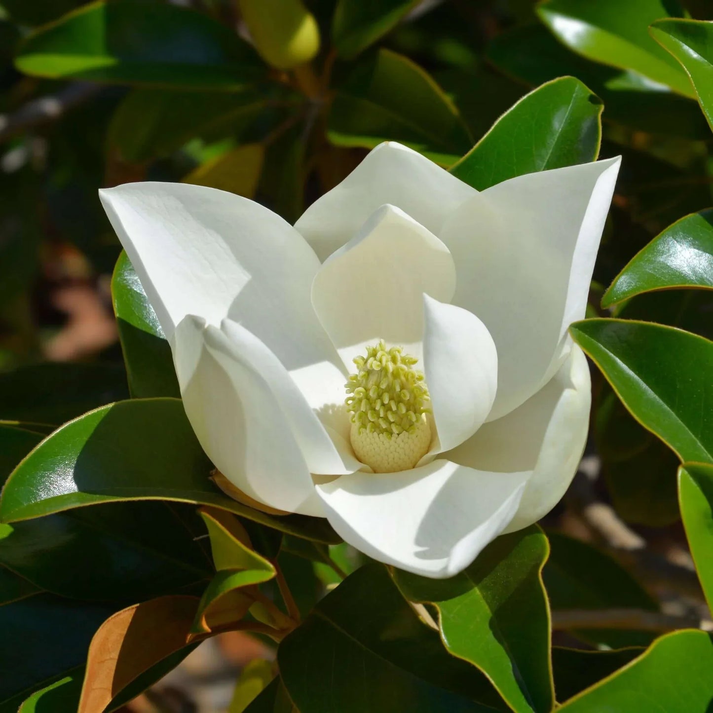 Magnolia Soulangeana - Flower Plant (White) - Naturemart.in