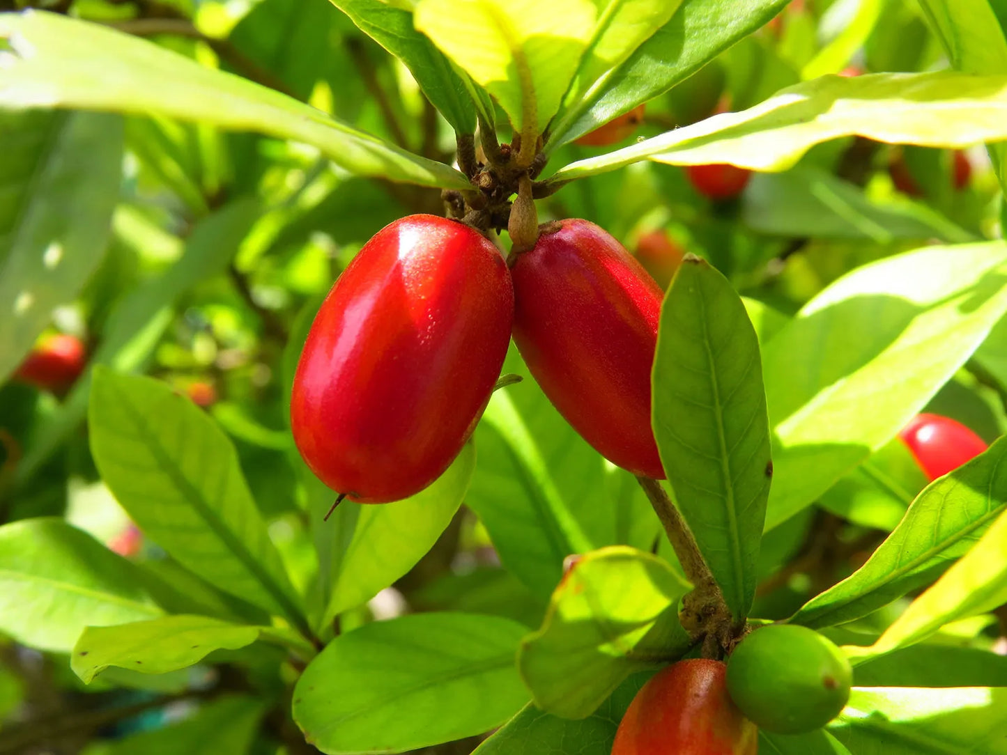 Miracle Fruit plants - Naturemart.in