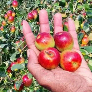 Grafting All Time Red Apple Ber- Fruit Plants - Naturemart.in