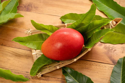 Japanese Miyazaki Mango Grafted Plant - Naturemart.in