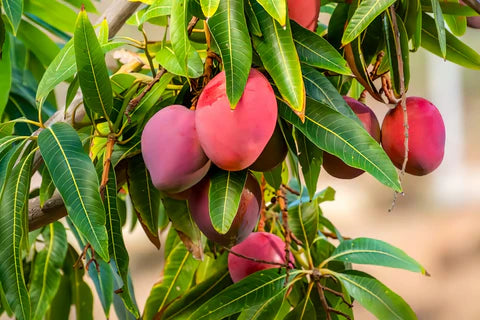 Japanese Miyazaki Mango Grafted Plant - Naturemart.in