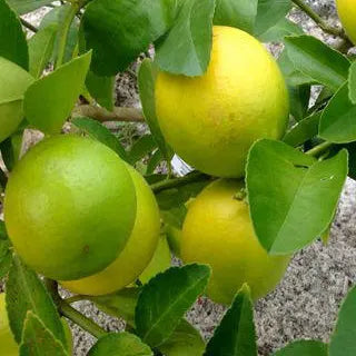 Dwarf Chinese Mosambi Fruit Plant - Naturemart.in