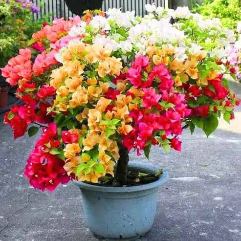 Multigrafted Bougainvillea Plant for Gardening