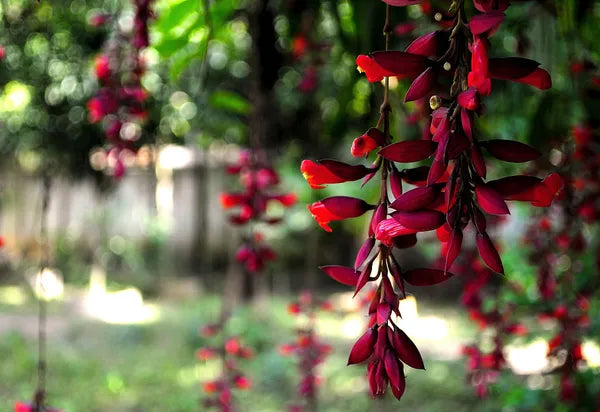 Basor Lota Flower Plant-Thunbergia - Naturemart.in