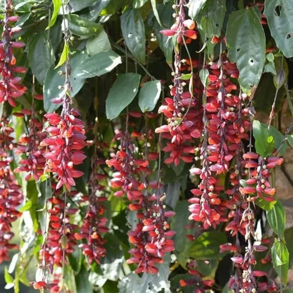 Basor Lota Flower Plant-Thunbergia - Naturemart.in