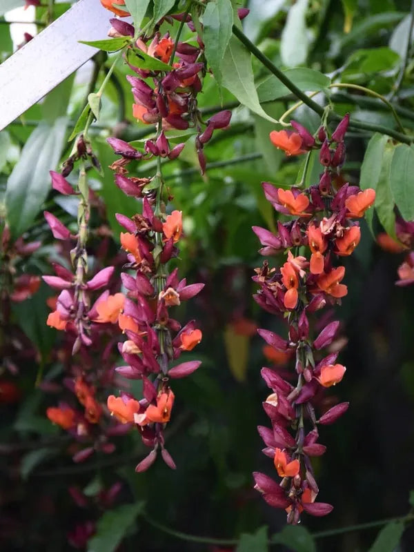 Basor Lota Flower Plant-Thunbergia - Naturemart.in