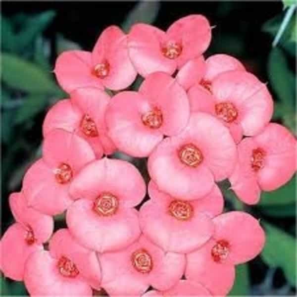 Euphorbia Flowers Plant (Pink Colour) - Naturemart.in