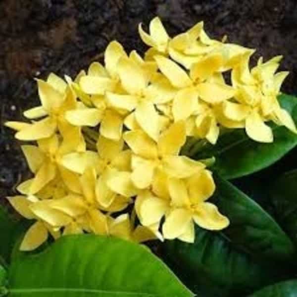 Chinese Ixora Flowers Plant (Yellow) - Naturemart.in