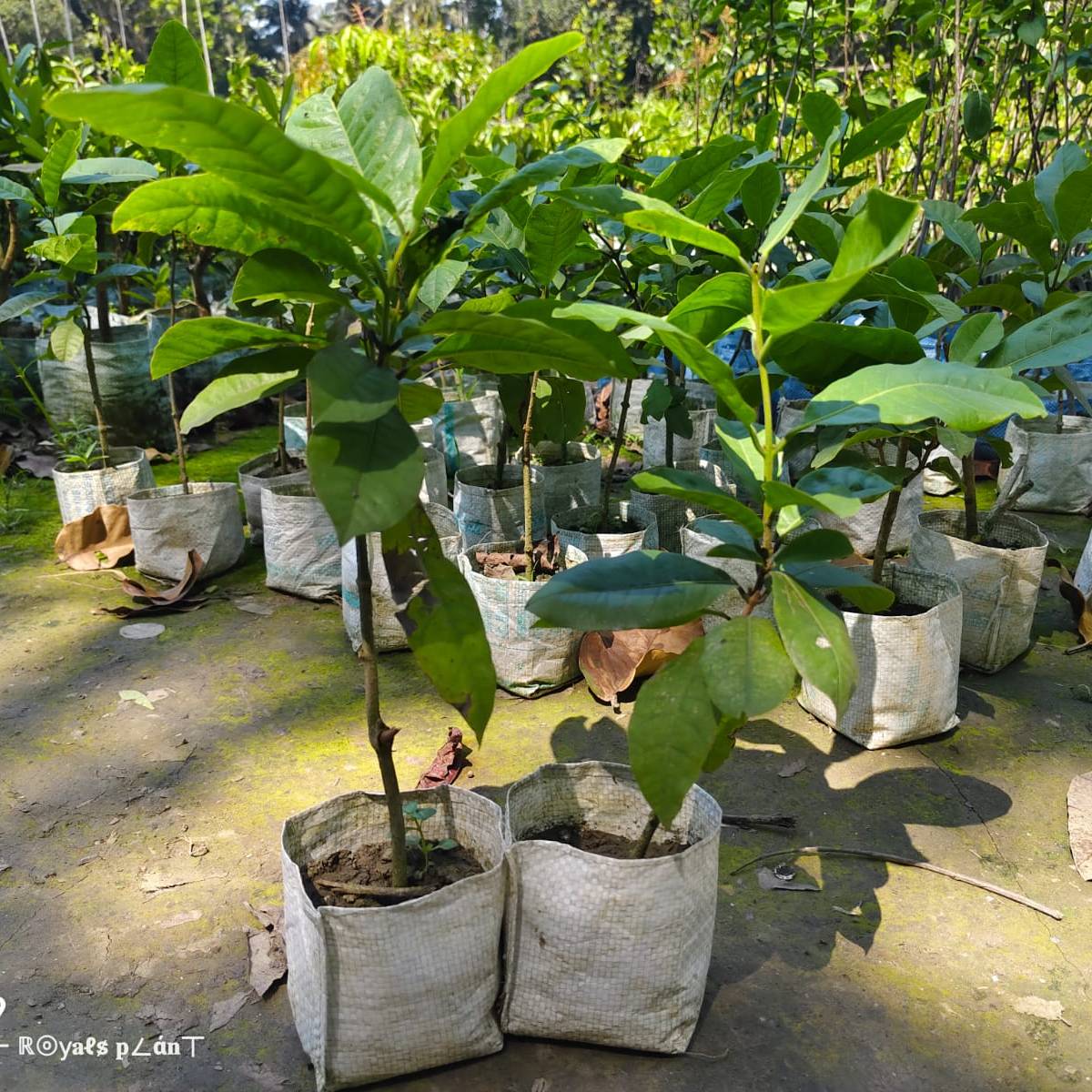 Neel Moni Lota Flower PLANT (Petrea Volubilis Volubilis) - Naturemart.in
