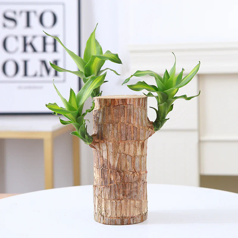 Brazilian Lucky Wood - Naturemart.in