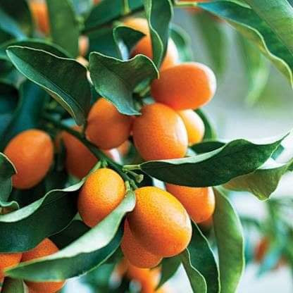 Sweet Lemon Fruit Plant (Grafted) - Naturemart.in