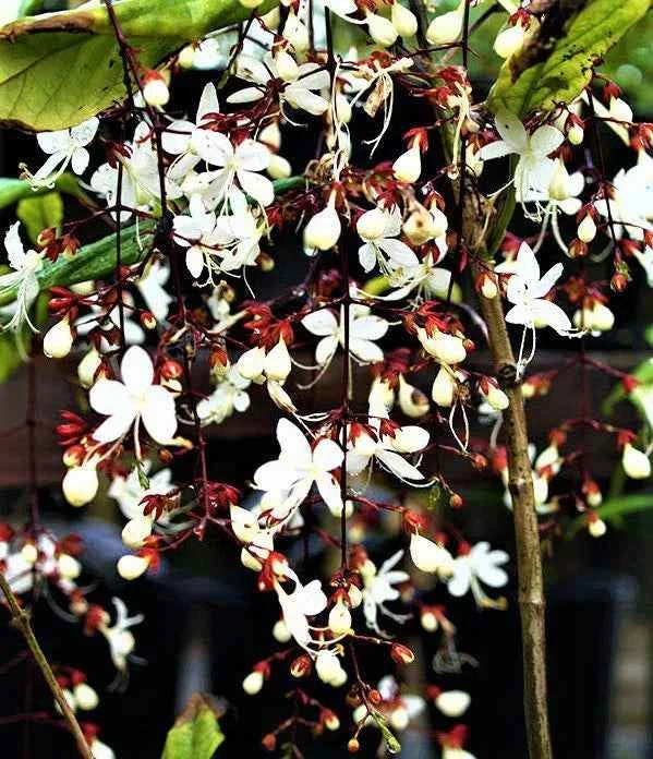 Chains of glory plant | Light bulbs plant | Clerodendrum smithianum starter plant