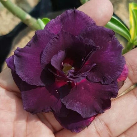 Rose Variety Adenum Flower Plant For Home Garden - Naturemart.in