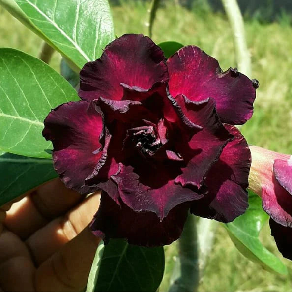 Rose Variety Adenum Flower Plant For Home Garden - Naturemart.in