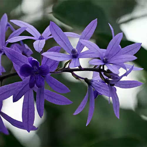 Neel Moni Lota Flower PLANT (Petrea Volubilis Volubilis) - Naturemart.in