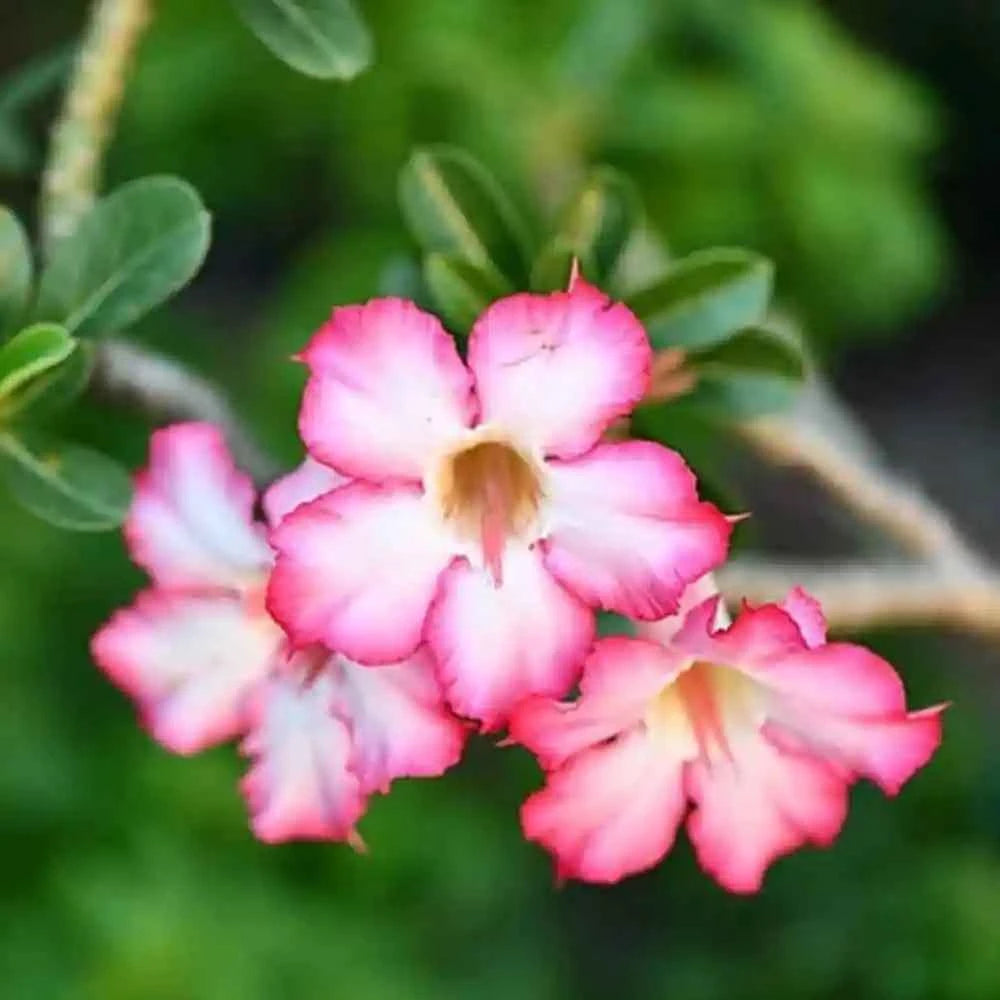 Rose Variety Adenum Flower Plant For Home Garden - Naturemart.in