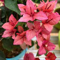 Pink Alora Bougainvillea Flower Plant (Rare)