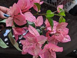 Pink Alora Bougainvillea Flower Plant (Rare)