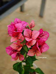 Pink Alora Bougainvillea Flower Plant (Rare)