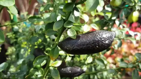 Finger Lemon fruit Plant Grafted - Naturemart.in
