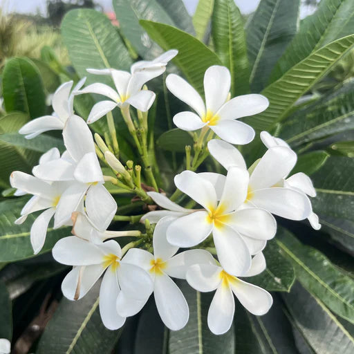 Plumeria Flowers Plant(White)For Gardening - Naturemart.in