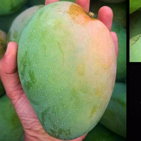 Boganpalli Mango Fruit Plant-Grafted - Naturemart.in