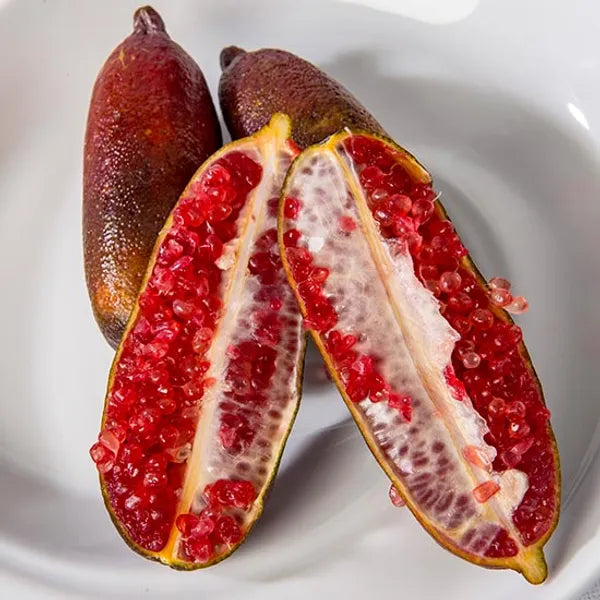 Finger Lemon Red fruit Plant Grafted - Naturemart.in