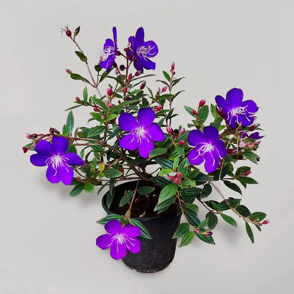 Begum Bahar Flowers Plants - Naturemart.in