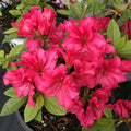 Azalea Flowers Plant(Red Colour) - Naturemart.in