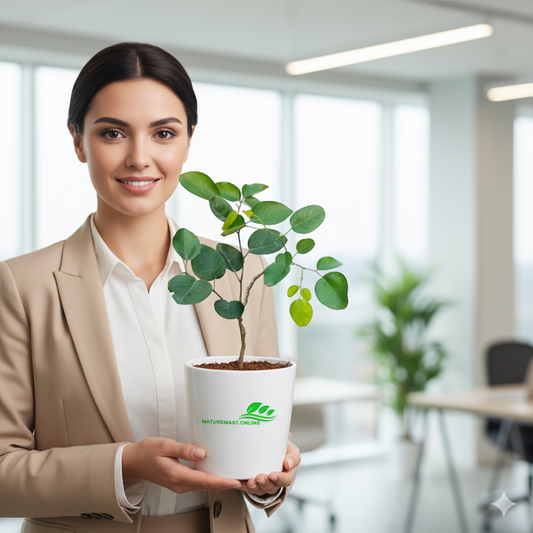 Rare Red Sandalwood plant / Lal Chandan Plant - Naturemart.in