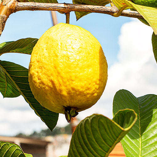 New Lalit Guava Fruit Plant - Naturemart.in