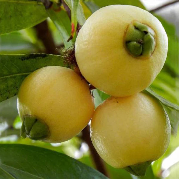 Hybrid Rose Apple PLant For Gardening
