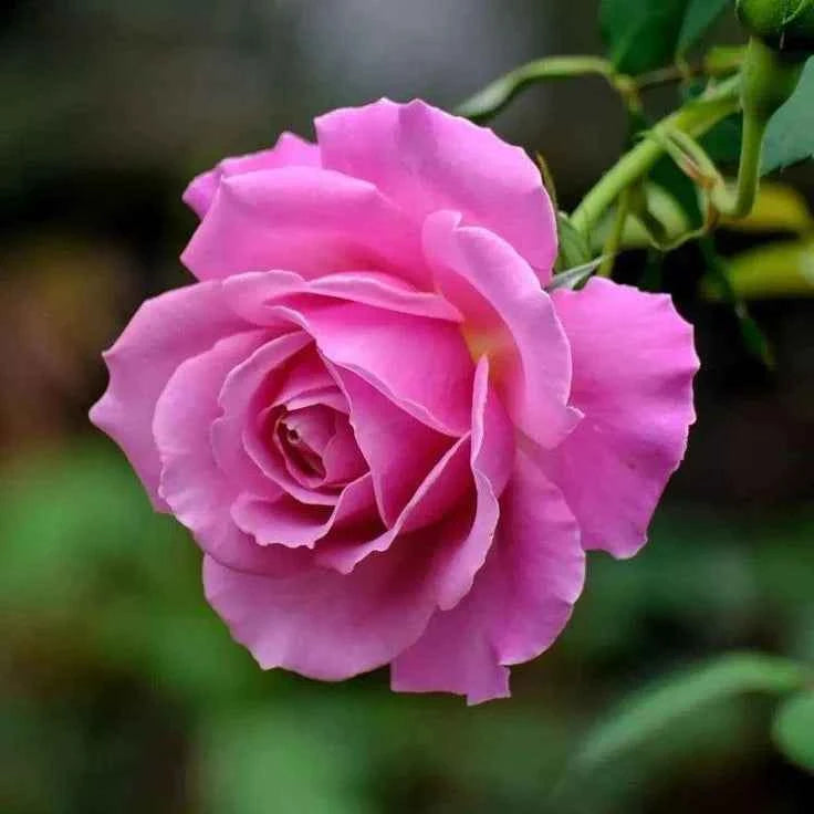 Hybrid grafted rose plant for gardening