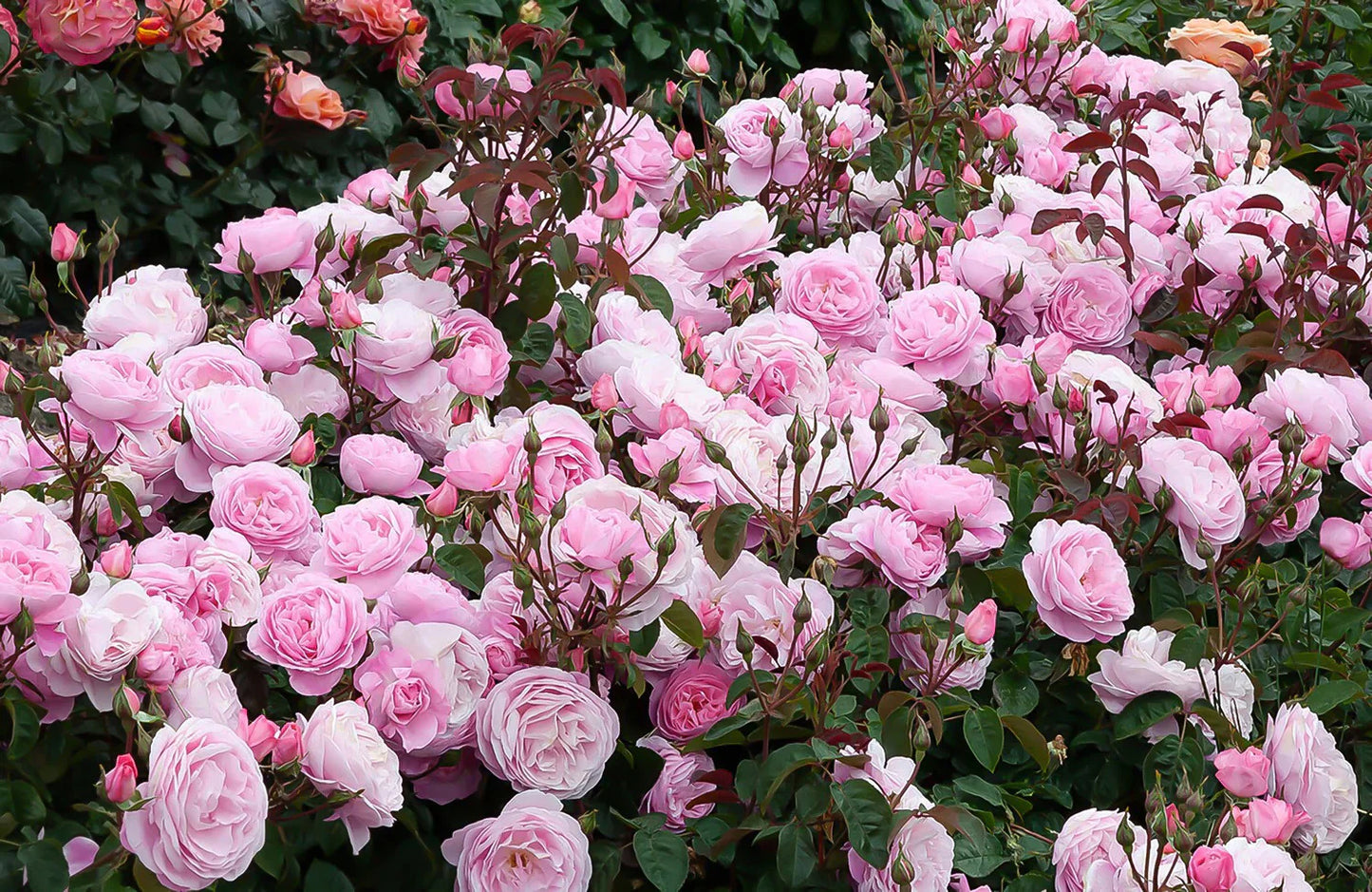 Climbing Rose Plant For Gardening - Naturemart.in