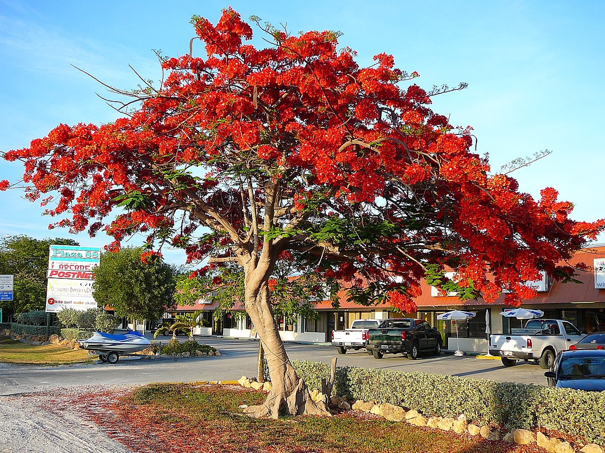 Gulmohar Flowering Tree For Gardening - Naturemart.in