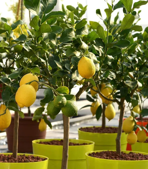 All Time Kagaji Lemon Plant - Naturemart.in