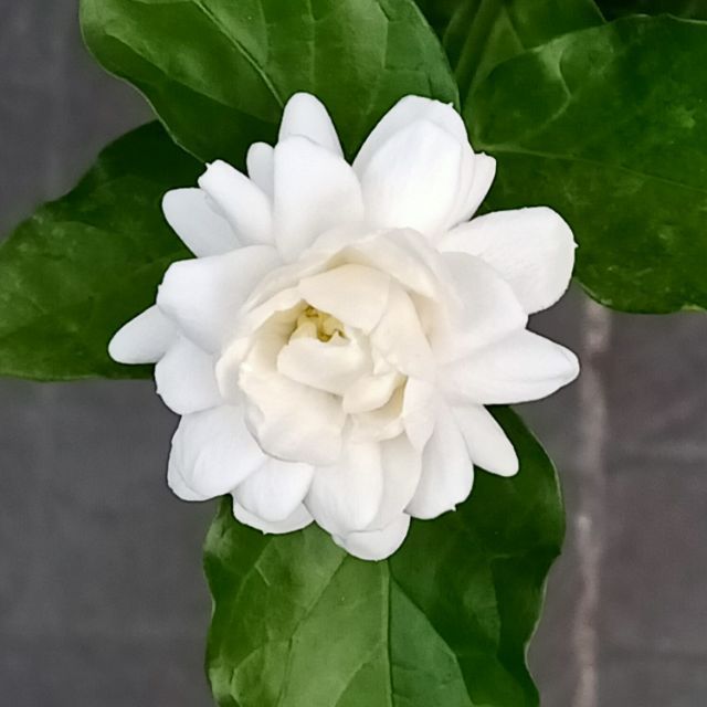 Jasmine Rose Flower -Fragrant Plants - Naturemart.in