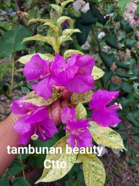 Thamlong Beauty Bougainvillea Flower Plant