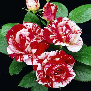 Scentimental Rose Plant For Gardening - Naturemart.in