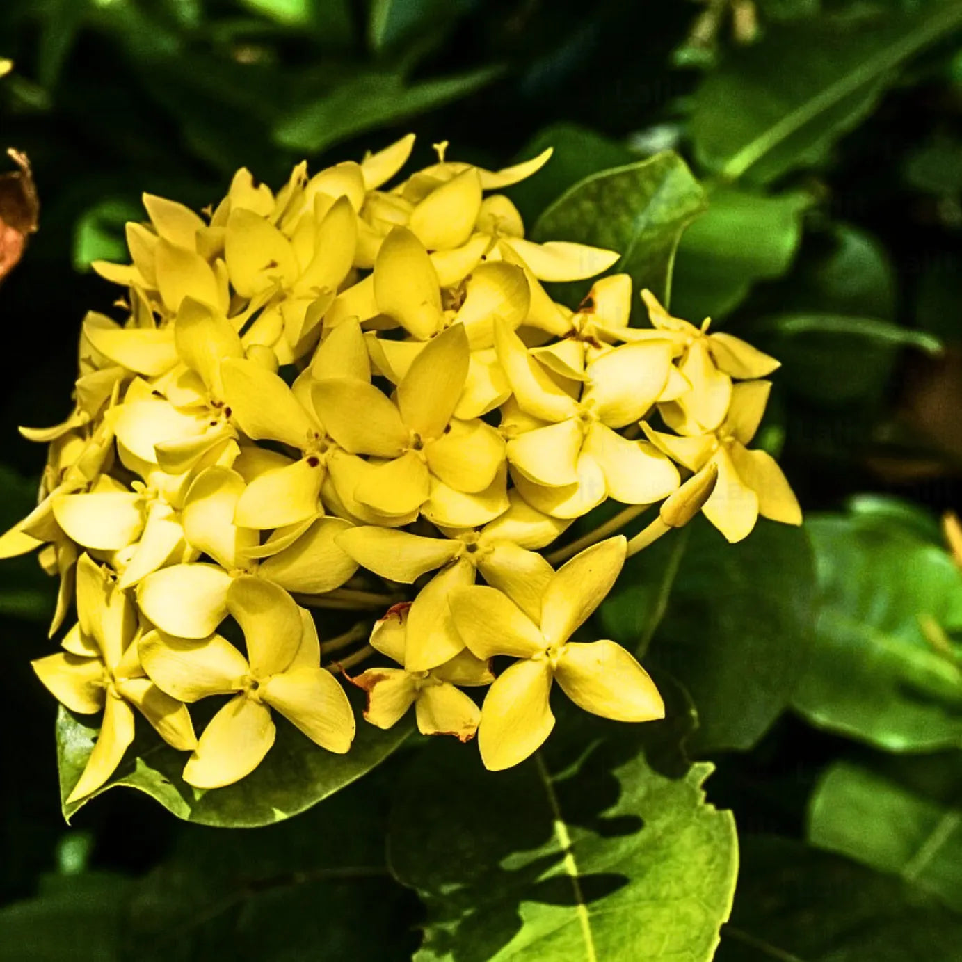 Chinese Ixora Flowers Plant (Yellow) - Naturemart.in