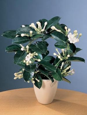 Madagascar Jasmine Flower Plant - Naturemart.in