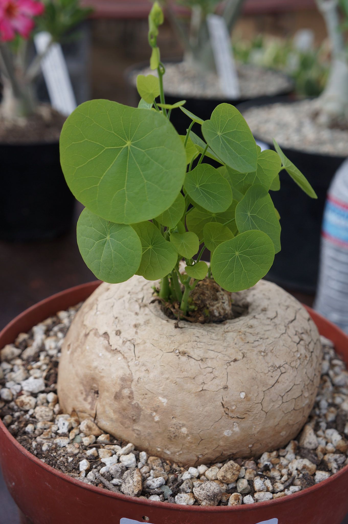 Stephania Rotunda Caudiformous Vine 900 Gm / Amazing medicinal Insta fame Plant - Naturemart.in