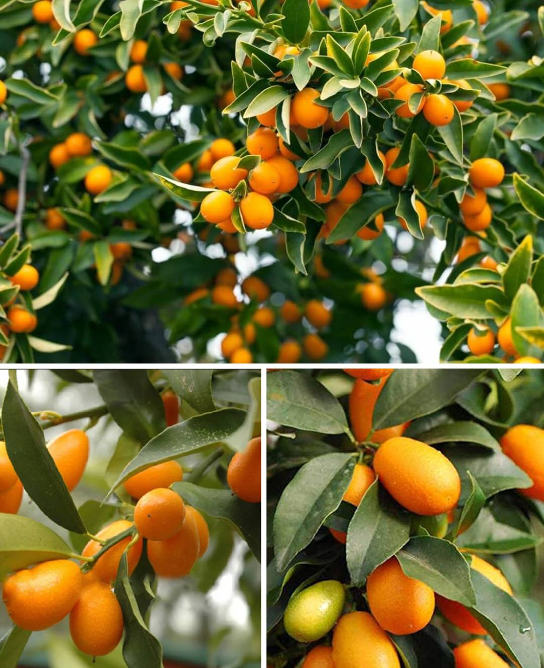 Sweet Lemon Fruit Plant (Grafted) - Naturemart.in