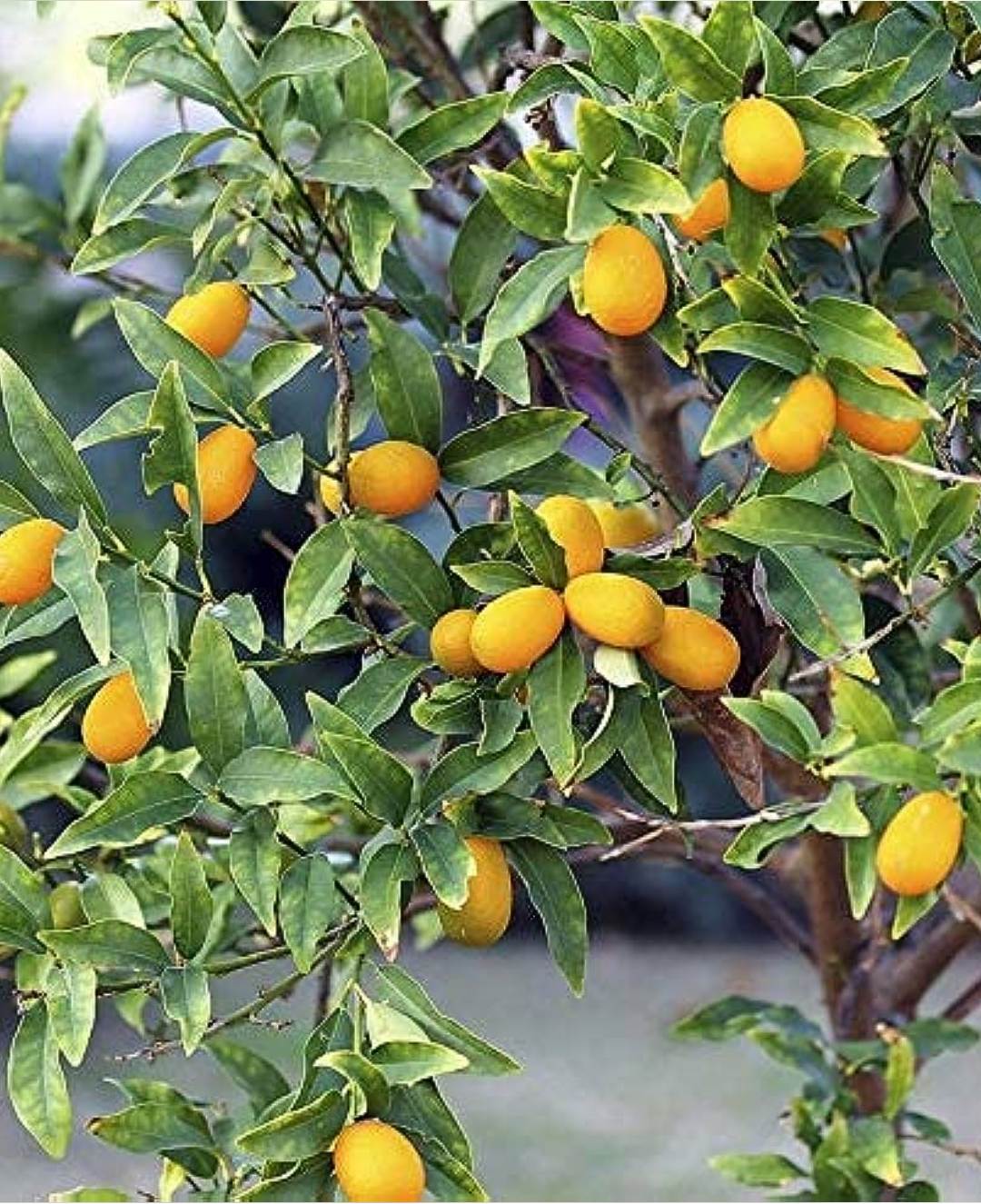 Sweet Lemon Fruit Plant (Grafted) - Naturemart.in