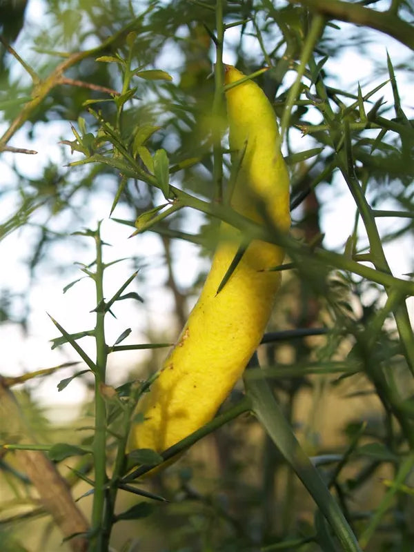 Finger Lemon Yellow fruit Plant Grafted - Naturemart.in