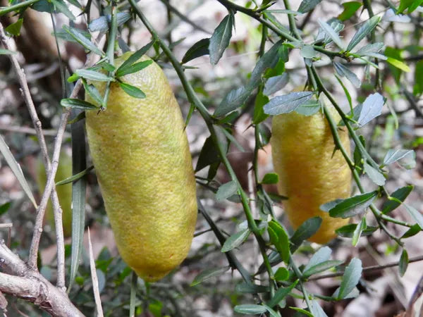 Finger Lemon Yellow fruit Plant Grafted - Naturemart.in