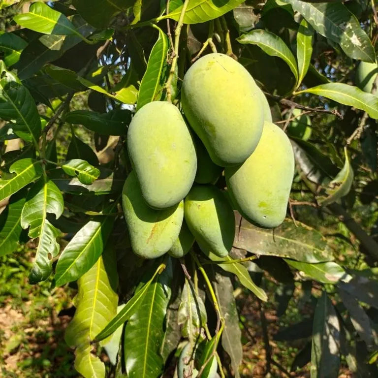 All Time Mango Fruit Plant Grafted - Naturemart.in
